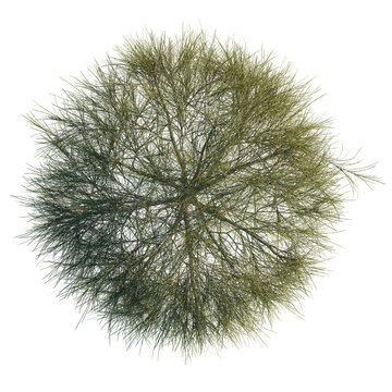 Casuarina equisetifolia tree plan, top view, cutout, transparent background, isolate, Delicate moss texture close-up, detailed macro photography of nature's patterns.
