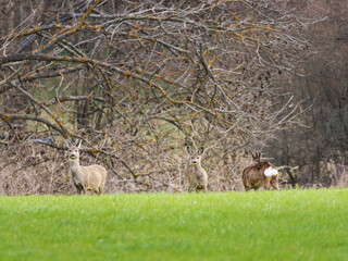 Mixed Group of Roe Deer in grassland environment © Ewald Fröch