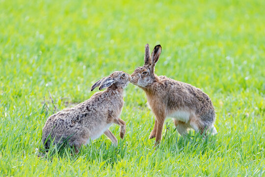 Two hares about to kiss
