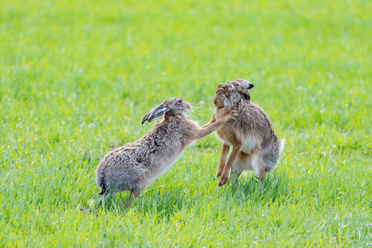 A boxing match between two hares and chasing each other.