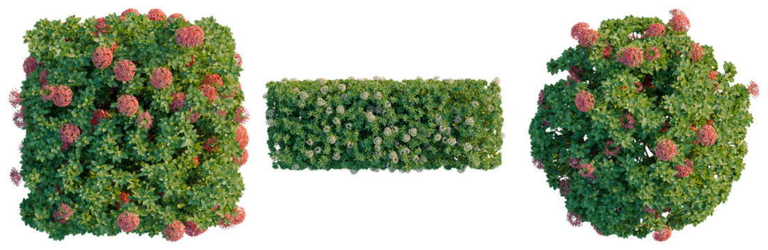 Ixora taiwanensis tree plan, top view, cutout, transparent background, isolate, Vibrant Red Bougainvillea Flower Close-Up - Perfect for Tropical and Floral Designs
