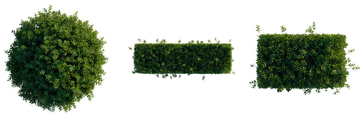 Obraz premium Murraya paniculata Min-a-min tree plan, top view, cutout, transparent background, isolate, Lush Greenery Foliage Texture Close Up Detailed Pattern Background Graphic Design Element