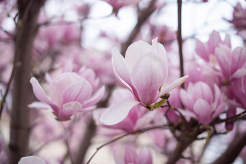 Obraz premium Close-up of pink magnolia flowers blooming on branches. Soft focus background with delicate petals and green leaves. Spring season atmosphere.