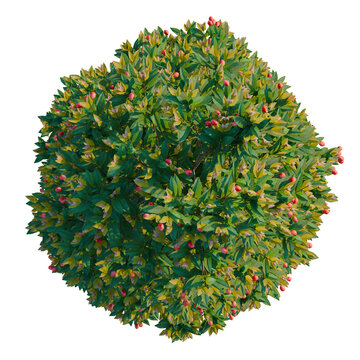 Syzygium australe tree plan, top view, cutout, transparent background, isolate, Vibrant Red Berries on Lush Green Branches - Detailed Botanical Illustration for Nature Themes