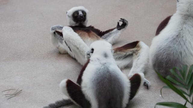 Captive Lemurs Involving Cleaning Interaction. Adult And Juvenile Lemurs Engage In Grooming Activity