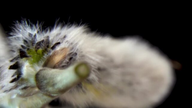 Cinematic Macro Movement along Willow Branch. Morphological Development of Male Salix Caprea Catkins