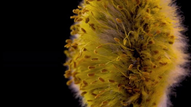 Male Pussy Willow (Salix Caprea) Inflorescence in Full Bloom, Detailed Macro of Yellow Stamens and Pollen, Spring Season Allergen, Black Background, 4K.