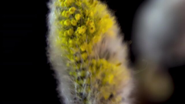 Salix Caprea: Macro of Flowering Willow Buds on Black Background. Structure of Stamens in Pussy Willow Catkin