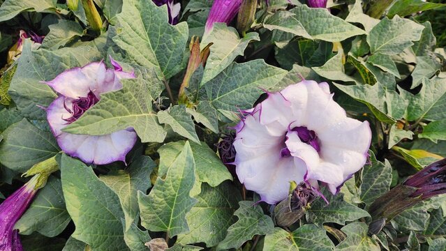 Datura metel is an herbaceous plant that branches into a bushy form. The stems and branches are purple, and the flowers are trumpet-shaped or bell-shaped with purple petals. It is used as a medicinal 