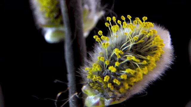 Detailed Morphology of Male Salix Caprea Inflorescence during Pollen Release.