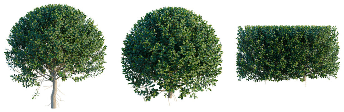Ficus microcarpa tree, elevation, front view, cutout, transparent background, isolate, Detailed close-up of a lush green tree branch with vibrant foliage and intricate details