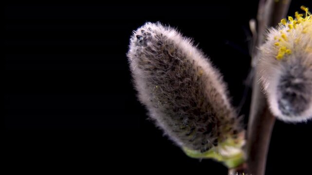 Spring Allergen Source: Macro of Willow Pollen and Anthers, Detailed Morphology of Male Salix Caprea, 4K.