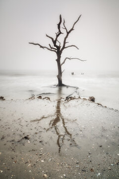 vertical seascape of an oak tree at Edisto Island driftwood beach under a foogy and overcast sky
