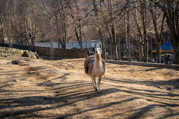Naklejka premium Guanaco Lama guanicoe standing in zoo enclosure on dry ground with natural light and trees in background representing South American camelid wildlife species