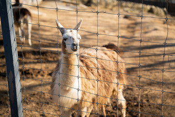 Naklejka premium Llama Lama glama behind wire fence in zoo enclosure with shallow depth of field highlighting captivity concept and domesticated South American camelid animal