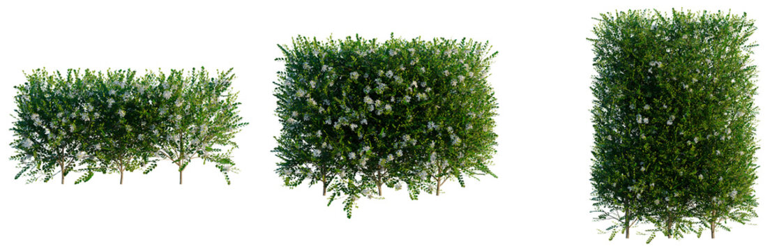 Murraya paniculata tree, elevation, front view, cutout, transparent background, isolate, Detailed Green Tree Branch with Leaves on a Clear Background for Graphic Design and Natural Elements