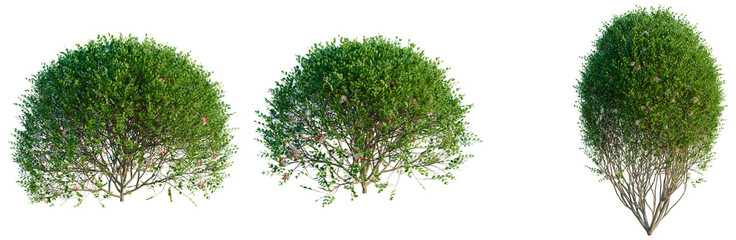 Fototapeta premium Murraya paniculata Min-a-min tree, elevation, front view, cutout, transparent background, isolate, Detailed Branch with Red Berries on Green Leaves, Realistic Botanical Illustration for Design