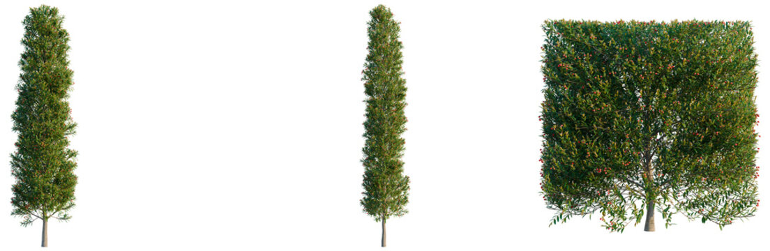 Syzygium australe tree, elevation, front view, cutout, transparent background, isolate, A single vibrant red flowering tree branch with detailed leaves, perfect for spring and summer design elements.