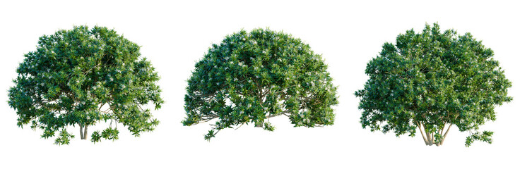 Tabernaemontana divaricata tree, elevation, front view, cutout, transparent background, isolate, Detailed Lush Green Tree Branch with Leaves, Natural Texture, Perfect for Botanical Design Elements © DH Tree Stock