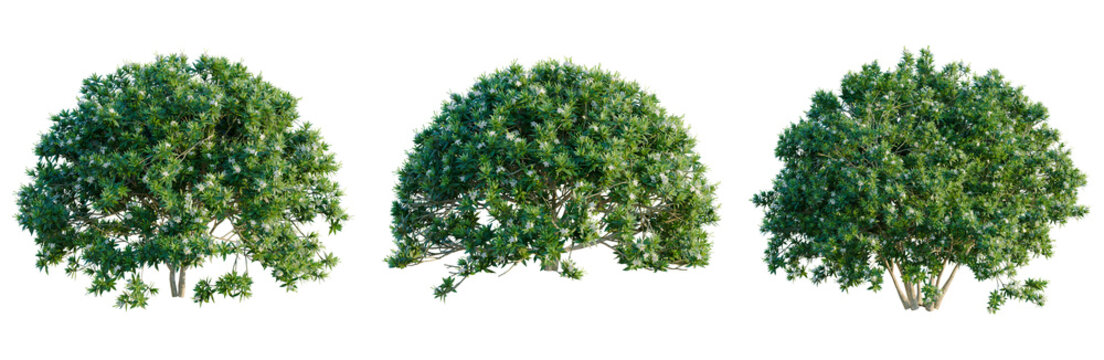 Tabernaemontana divaricata tree, elevation, front view, cutout, transparent background, isolate, Detailed Lush Green Tree Branch with Leaves, Natural Texture, Perfect for Botanical Design Elements