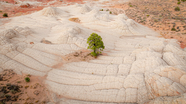 Aerial view of the unique White Pocket rock formations featuring a solitary green tree amidst wavy white sandstone and desert terrain Coconino County, Arizona, United States.