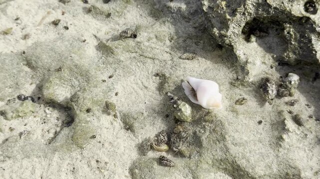 Small Hermit Crabs Crawling on Sand and Rocks Near a White Sea Shell - Close Up