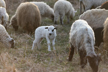 Naklejka premium cute little lamb grazing on meadow