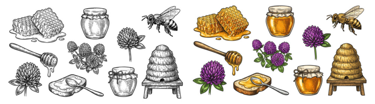Honey set with bee hive jar and honeycomb in vintage engraving