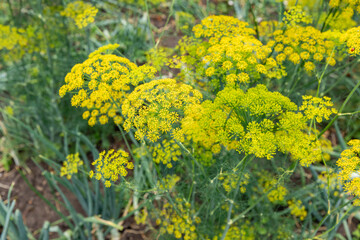 Obraz premium Yellow dill plants with numerous flower clusters thrive in a garden, surrounded by green foliage in a natural outdoor environment.