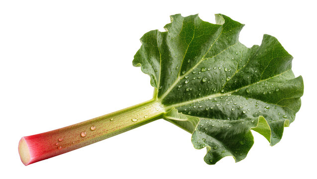 Fresh rhubarb stalk with a green leaf and water droplets isolated on transparent background, ideal for cooking