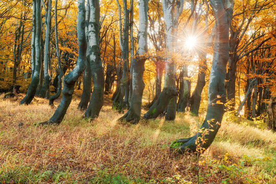 Sonne strahlt durch naturnahen Wald aus alten knorrigen Buchen im Herbst