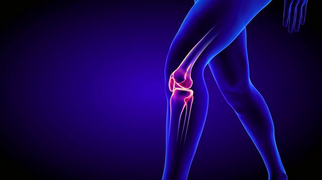 Knee joint anatomy with pain on blue background 3d medical animation.