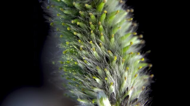 Male Pussy Willow (Salix Caprea) with Emerging Yellow Anthers and Green Pollen Sacs, Macro Close-up on Black Background, Spring Awakening, 4K.