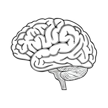 Detailed anatomical illustration of a human brain in side profile with clear cerebral convolutions