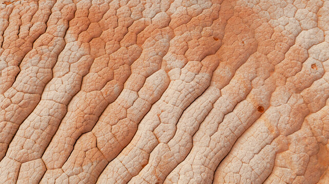 Aerial view of White Pocket rock formations featuring unique polygonal cracking and brain-like sandstone textures in Coconino County, Arizona, United States.