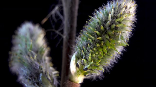 Early Stage of Pollen Maturation in Salix Caprea Male Inflorescence. Green and Silver Pussy Willow Buds Macro