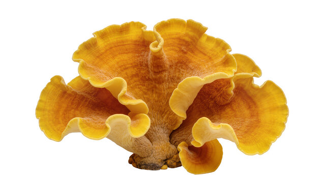 Golden orange polypore mushroom with wavy layered fronds, isolated on transparent background for culinary