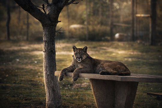 puma