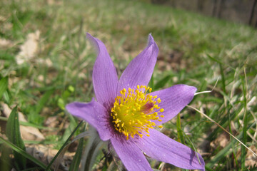 Vibrant Purple Wildflower in Spring Grass © magann