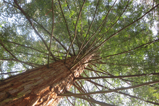 Low Angle View Up a Towering Tree with Green Canopy