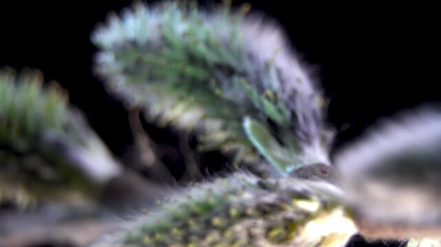 Salix Caprea: Abstract Nature Texture: Green and Silver Pussy Willow Buds Macro. 