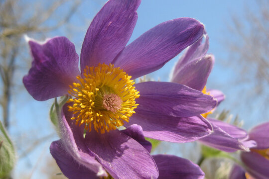 Vibrant Purple Flower Blooming Under Blue Sky