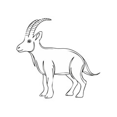 Obraz premium Stylized line drawing of an ibex with large curved horns standing still