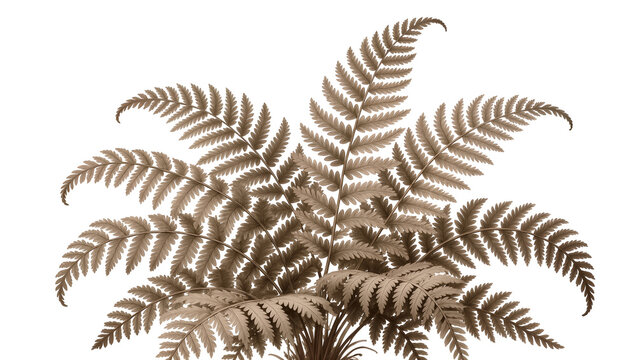 Delicate sepia-toned fern plant with intricately detailed fronds and lush foliage, isolated on transparent background for botanical designs