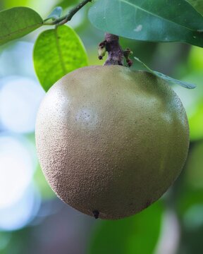 Bacuri (Platonia insignis) on the tree.