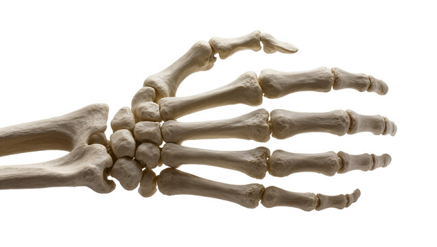 Human hand skeleton showing wrist and finger bones, isolated on transparent background for medical