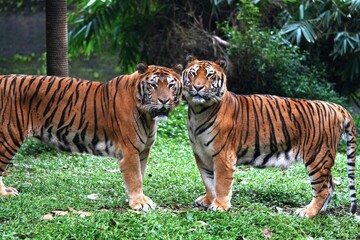 Fototapeta premium a pair of tigers relaxing in their habitat