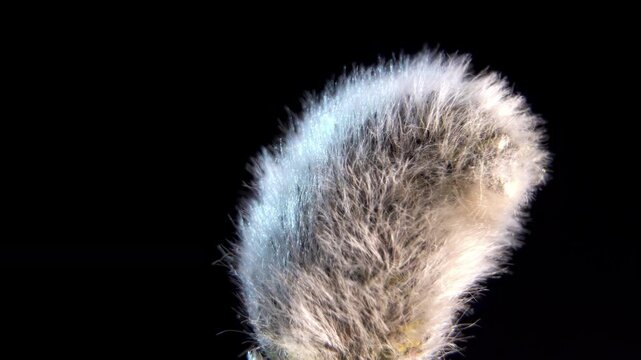 Salix Caprea Male Catkin with Visible Stamens and Pollen Macro Close-up, Spring Willow Blossom in Early Season, Stamen and Anther Detail