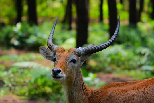 Close up of a Lechwe (Kobus leche).