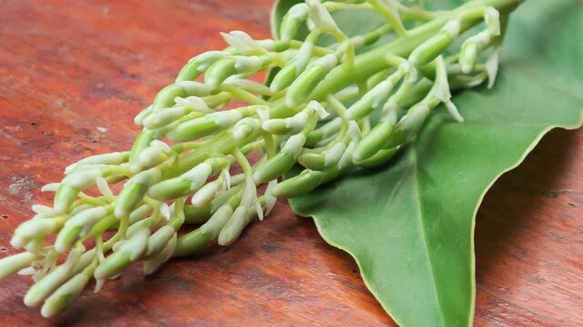 Galangal flower, a Thai herb.